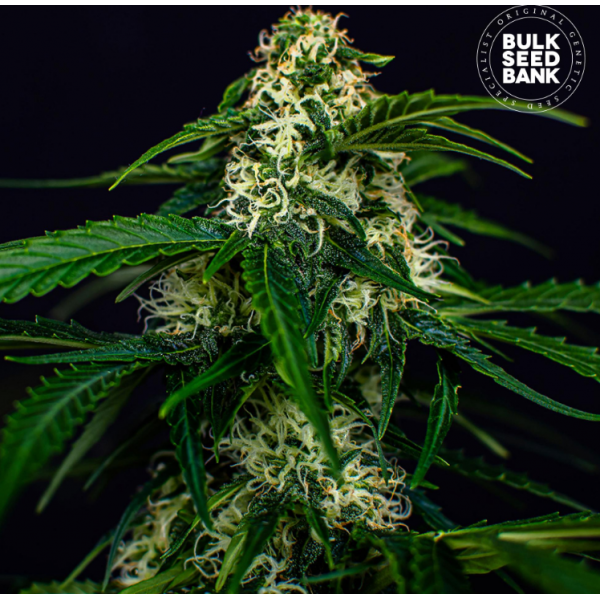 Bulk Seedbank Auto Watermelon Jam, marihuana samen