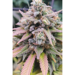 Bulk Seedbank Auto Psychedelic, nasiona marihuany Bulk Seedbank Auto Psychedelic, nasiona marihuany