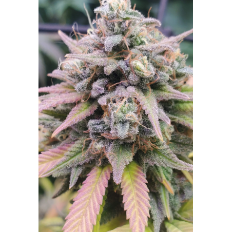 Bulk Seedbank Auto Psychedelic, marihuana samen